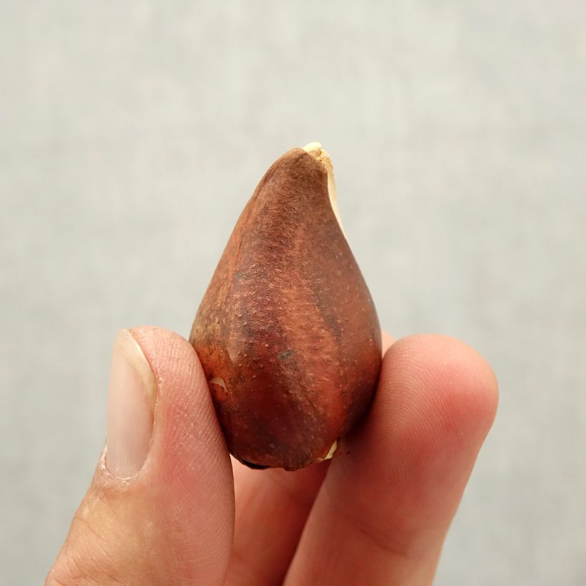 Exemplar von Triumph-Tulpe Beau Monde Zwiebel Kaliber/Größe 10+ wie im Herbst geliefert