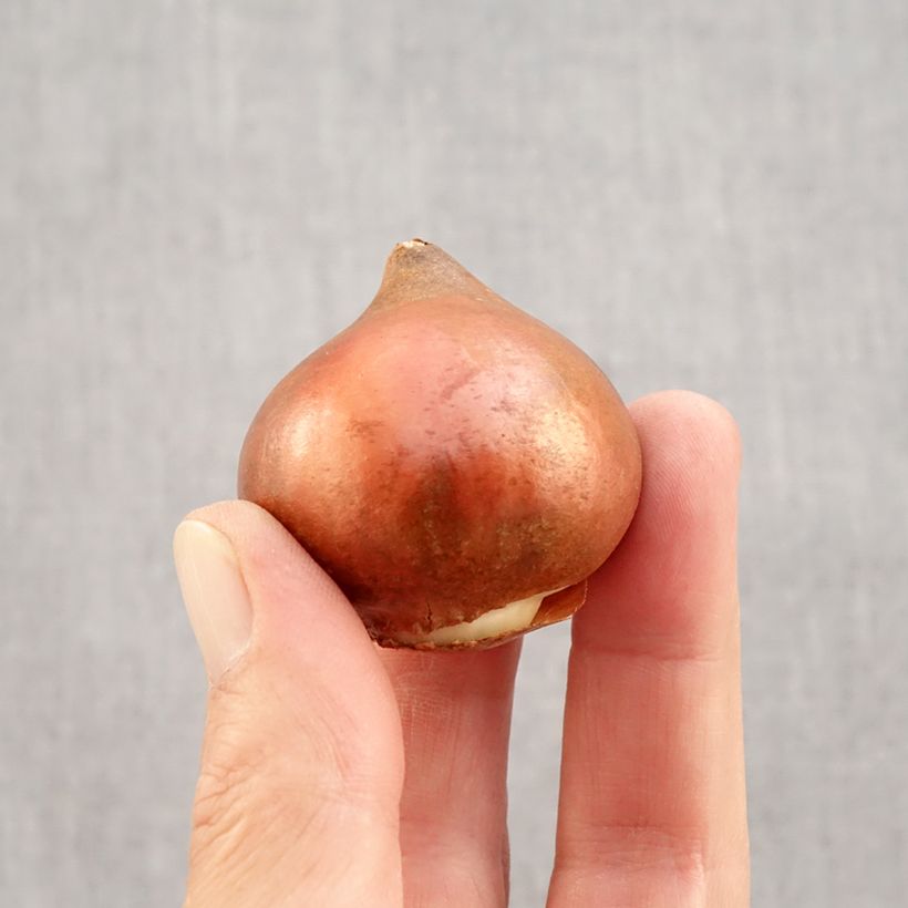 Exemplar von Triumph-Tulpe Black Charm Zwiebel Kaliber/Größe 12 wie im Herbst geliefert