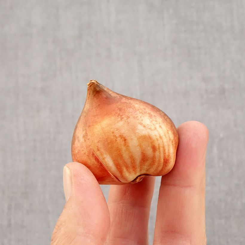 Exemplar von Triumph-Tulpe Bright Pink Lady Zwiebel Kaliber/Größe 12 wie im Herbst geliefert