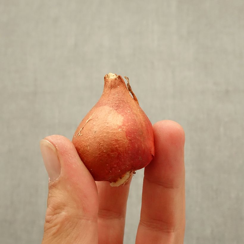 Exemplar von Triumph-Tulpe Chansonnette Zwiebel Kaliber/Größe 11 wie im Herbst geliefert
