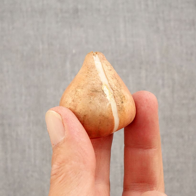 Exemplar von Triumph-Tulpe Happy Generation Zwiebel size 11/12 wie im Herbst geliefert