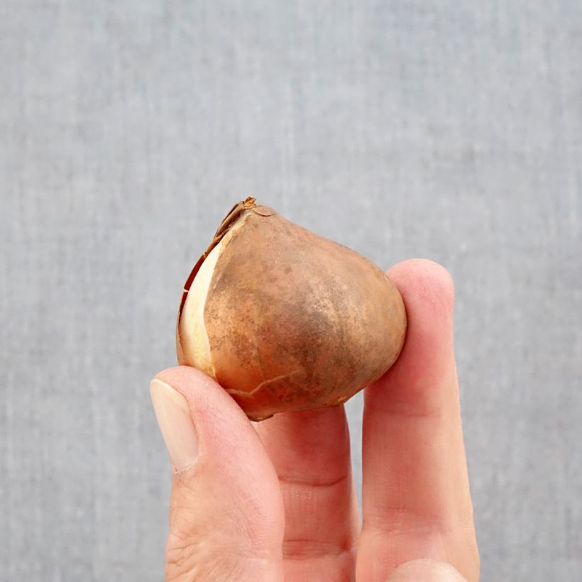 Example of Triumph-Tulpe Kyoko Takahashi Zwiebel Kaliber/Größe 11/12 as you get in automne