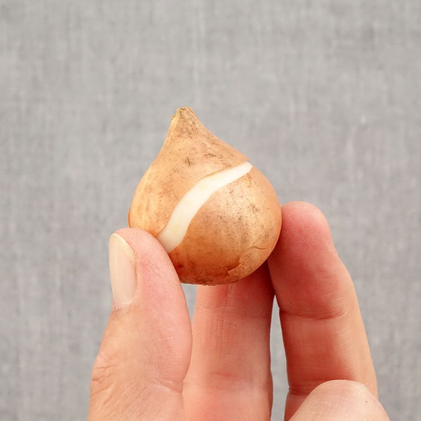 Example of Triumph-Tulpe Mistress Zwiebel Kaliber/Größe 11/12 as you get in automne