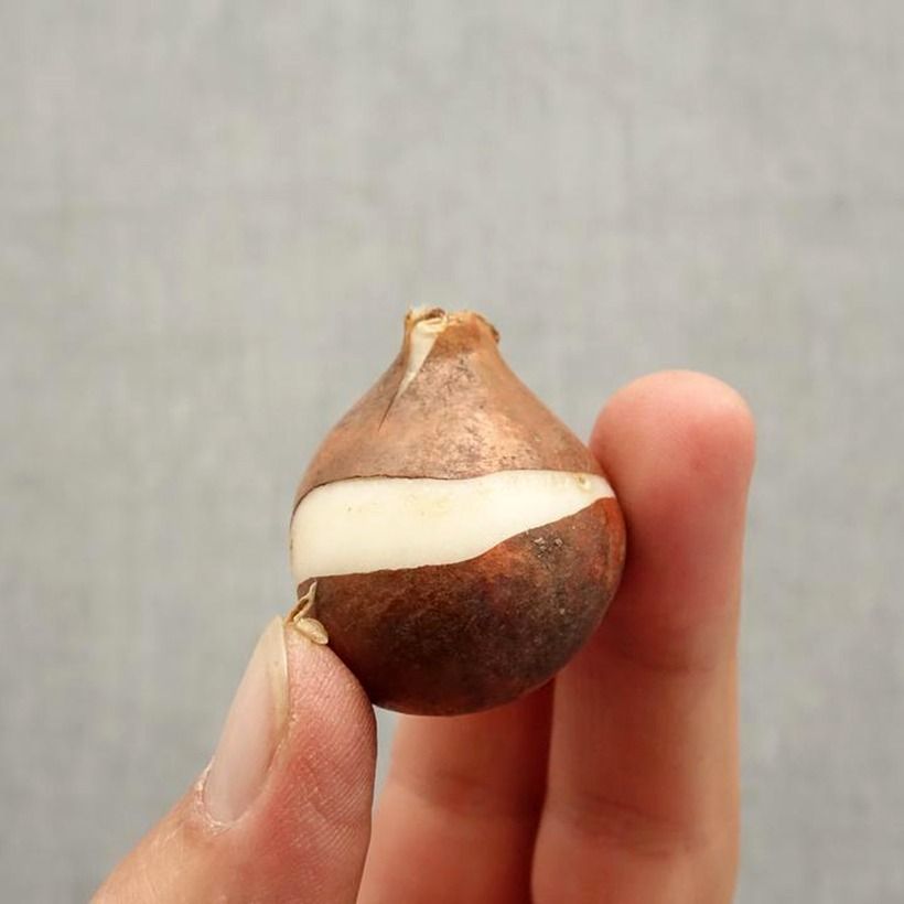 Exemplar von Triumph-Tulpe Tom Pouce Zwiebel Kaliber/Größe 12+ wie im Herbst geliefert
