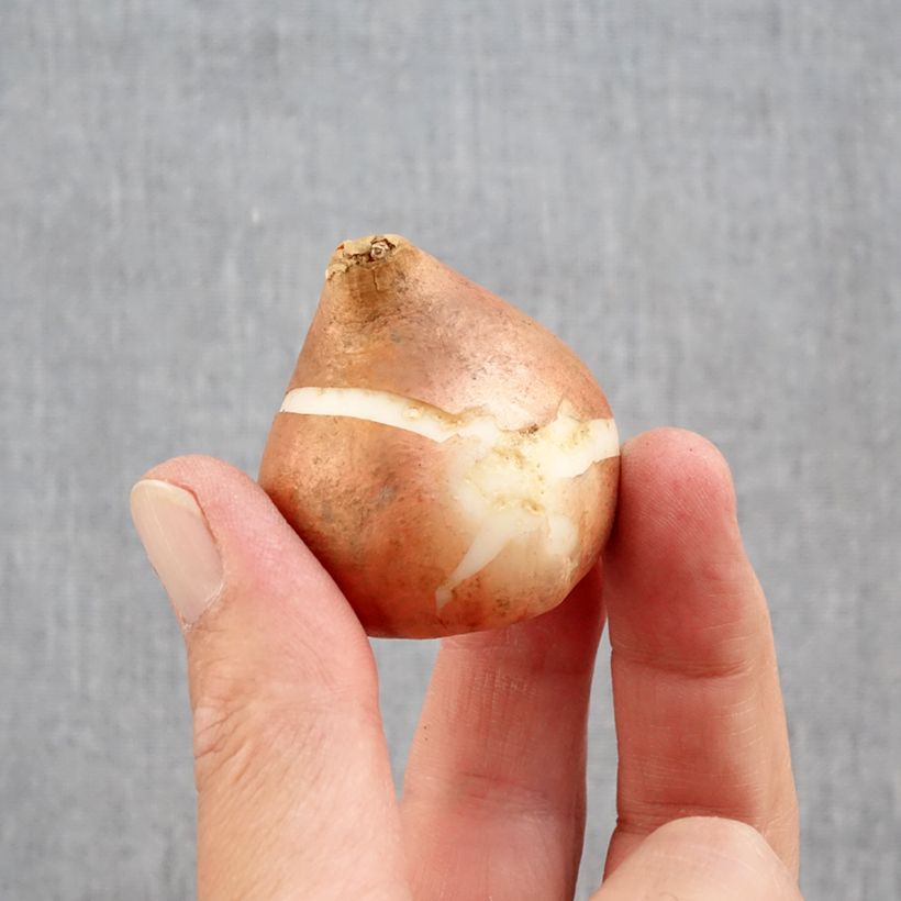 Exemplar von Späte Gefüllte Tulpe Mix Zwiebel Kaliber/Größe 12+ wie im Herbst geliefert