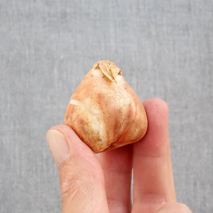 Example of Papageien-Tulpe Mix Zwiebel Kaliber/Größe 12+ as you get in automne