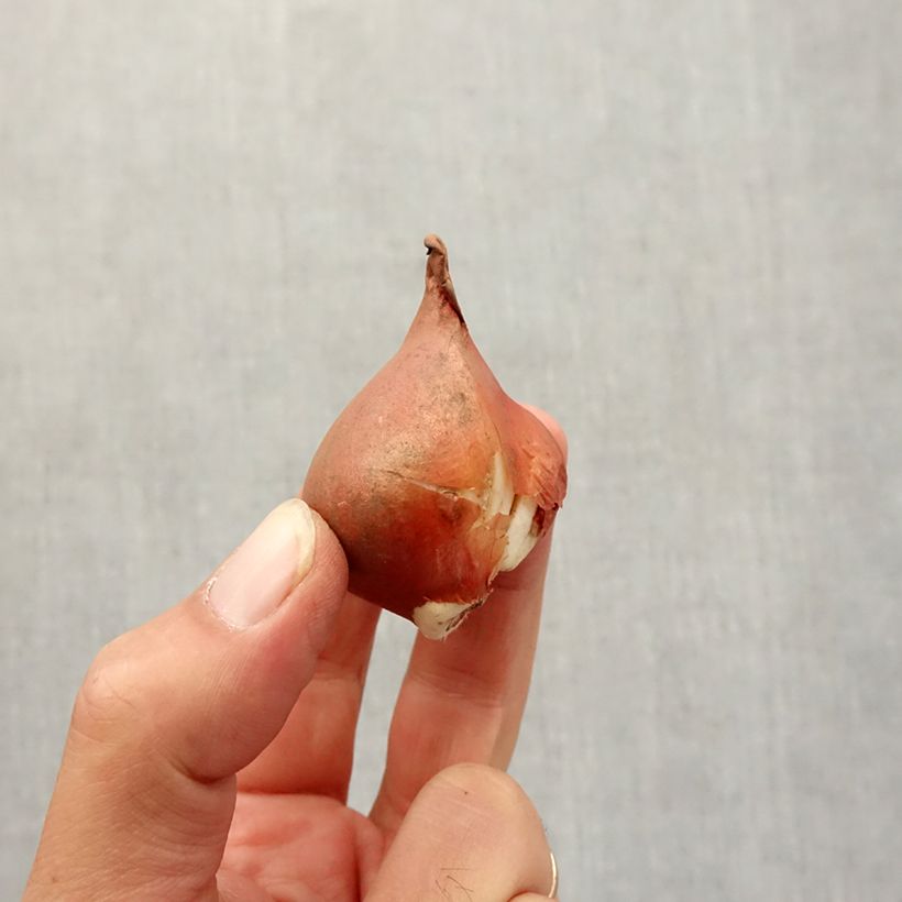 Example of Viridiflora-Tulpe Mix Zwiebel Kaliber/Größe 12+ as you get in automne