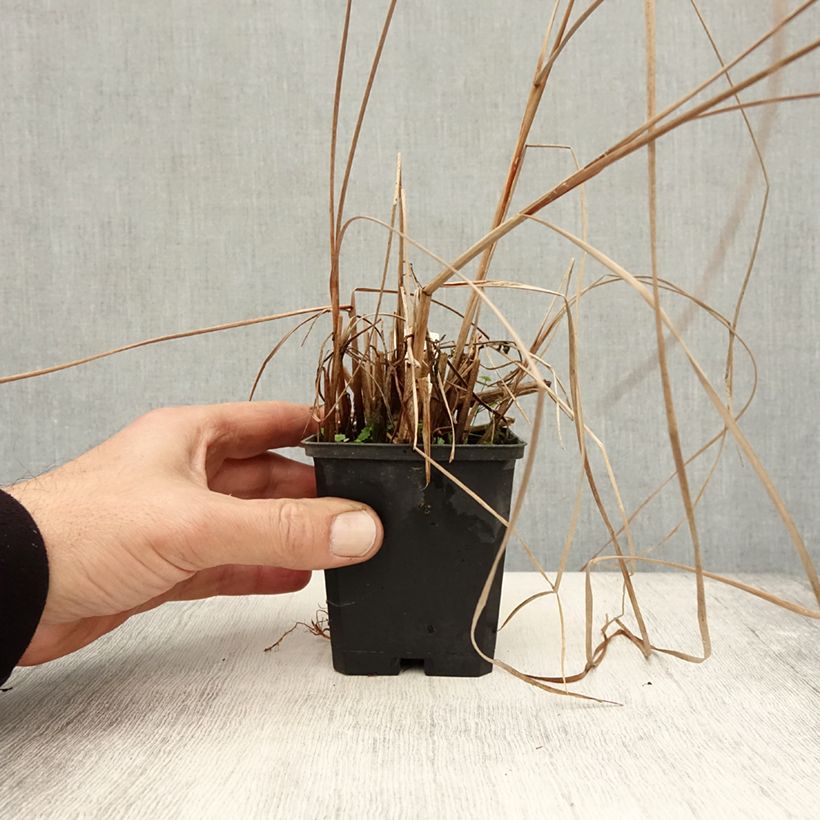 Exemplar von Typha angustifolia - Massette à feuilles étroites Godet de 8/9 cm wie im Herbst geliefert