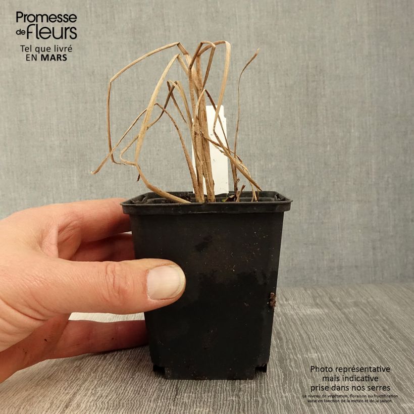 Example of Typha angustifolia - Schmalblättriger Rohrkolben Kleine Töpfe von 8/9 cm as you get in printemps