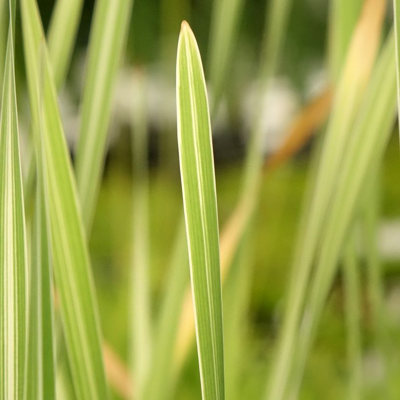 Typha latifolia Variegata - Breitblättriger Rohrkolben (Laub)