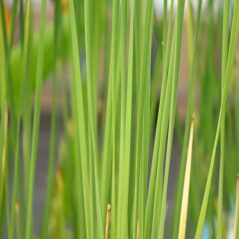 Typha laxmannii - Laxmanns Rohkolben (Laub)