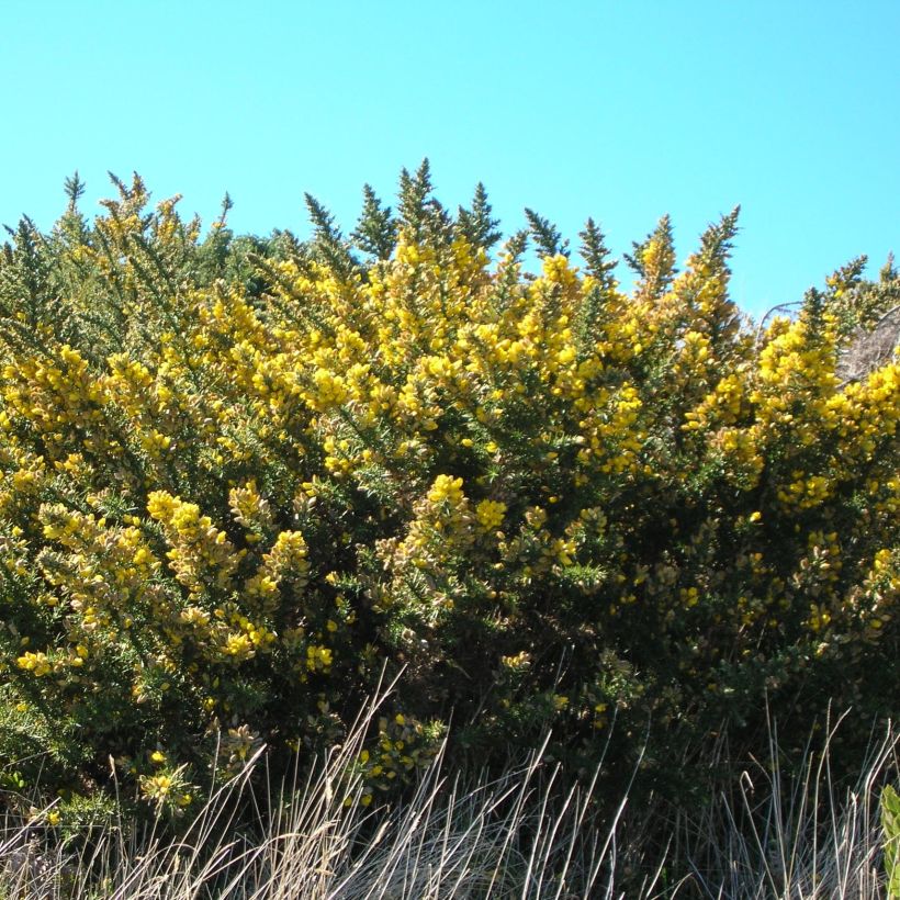 Ulex europaeus - Europäischer Stechginster (Wuchs)