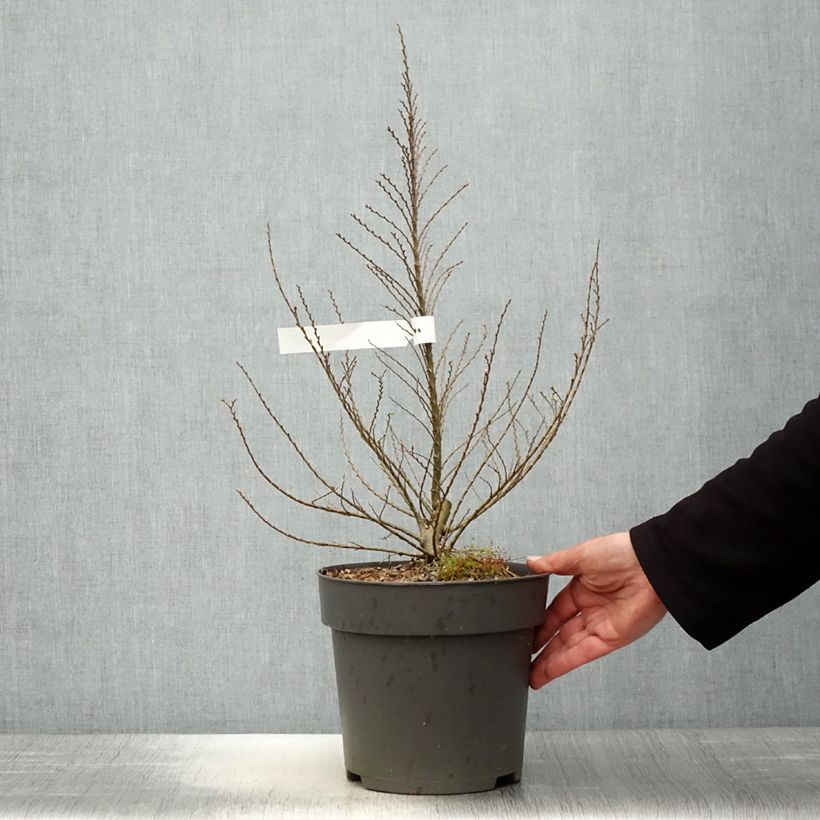 Example of Holländische Ulme Jacqueline Hillier - Ulmus hollandica Topf mit 4L/5L, Strauch as you get in printemps