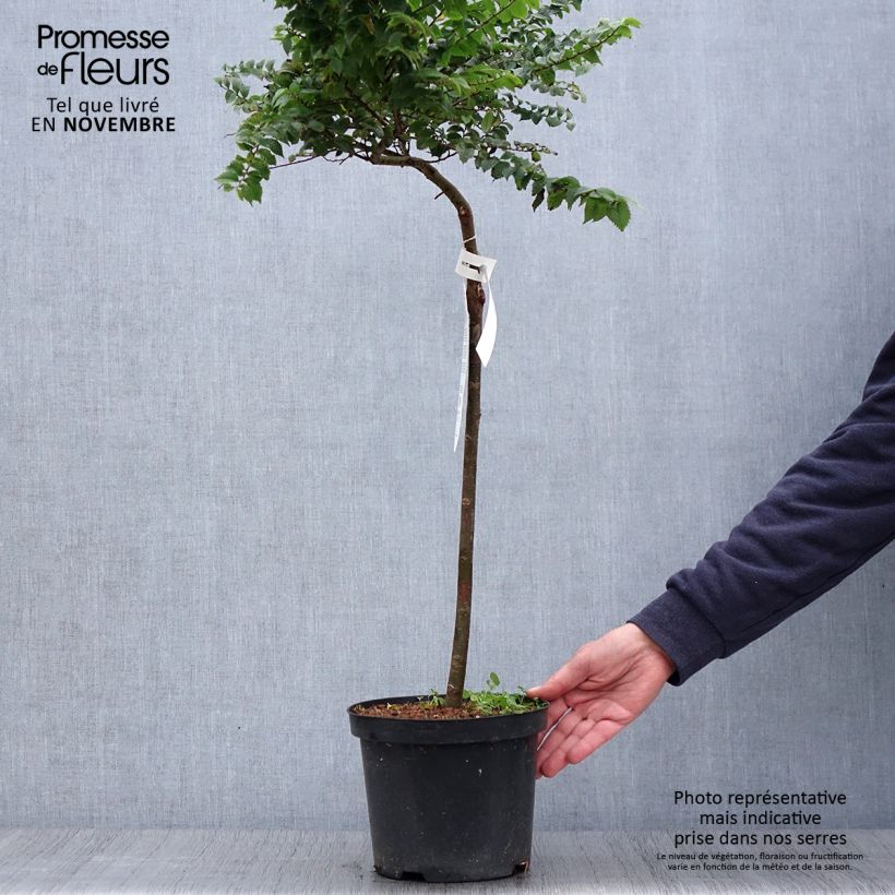 Exemplar von Holländische Ulme Jacqueline Hillier - Ulmus hollandica Topf mit 4L/5L, Stamm wie im Herbst geliefert