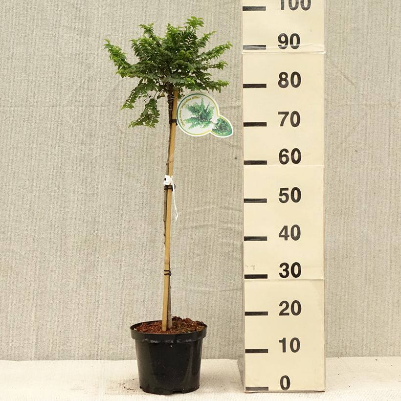 Exemplar von Holländische Ulme Jacqueline Hillier - Ulmus hollandica Topf mit 4L/5L, Stamm wie im Sommer geliefert