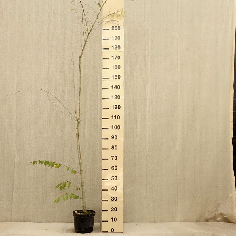 Exemplar von Feld-Ulme Argenteovariegata - Ulmus minor Topf mit 4L/5L, Stamm wie im Herbst geliefert