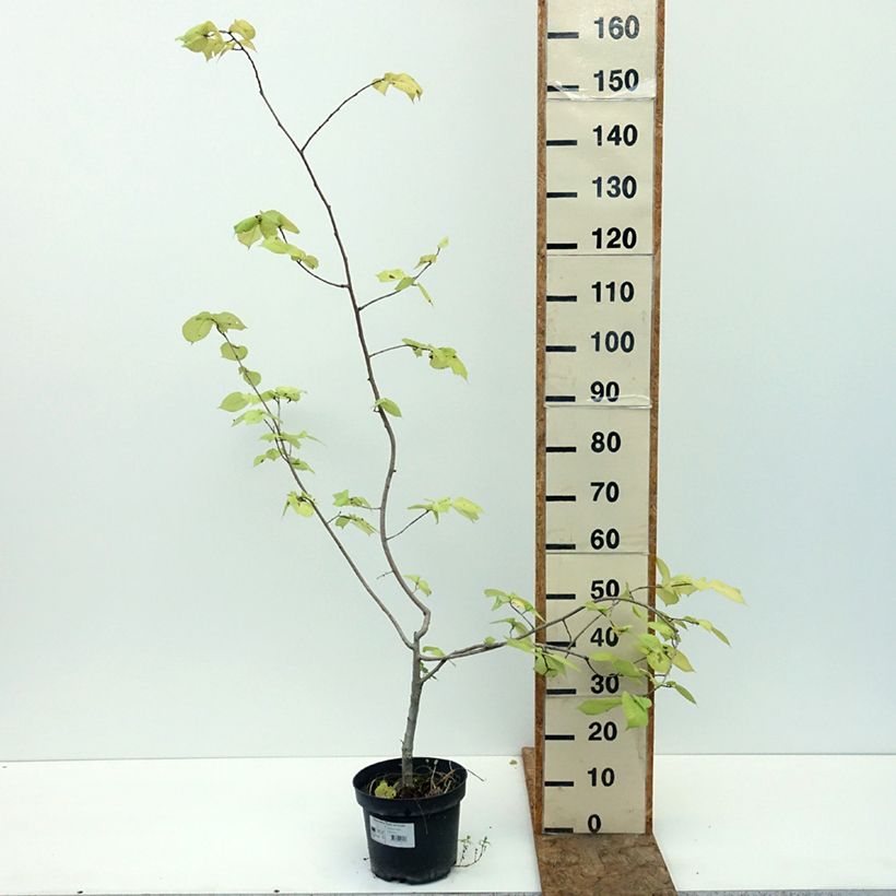 Exemplar von Feld-Ulme Louis van Houtte - Ulmus minor Topf mit 7,5L/10L wie im Sommer geliefert