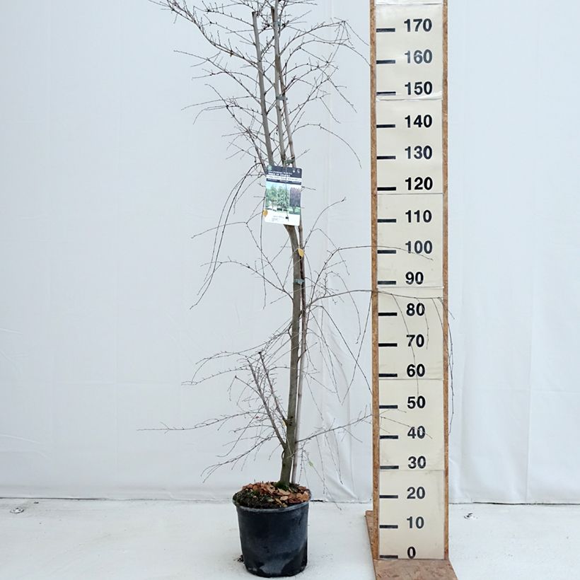 Exemplar von Feld-Ulme - Ulmus minor Topf mit 7,5L/10L wie im Herbst geliefert