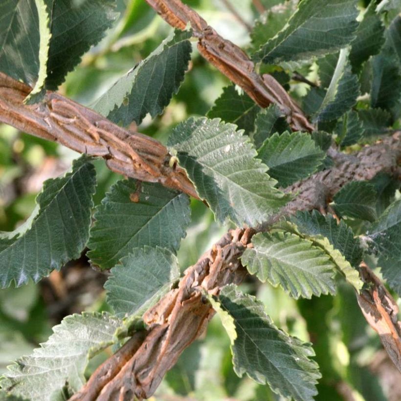 Kork-Ulme - Ulmus minor suberosa (Foliage)