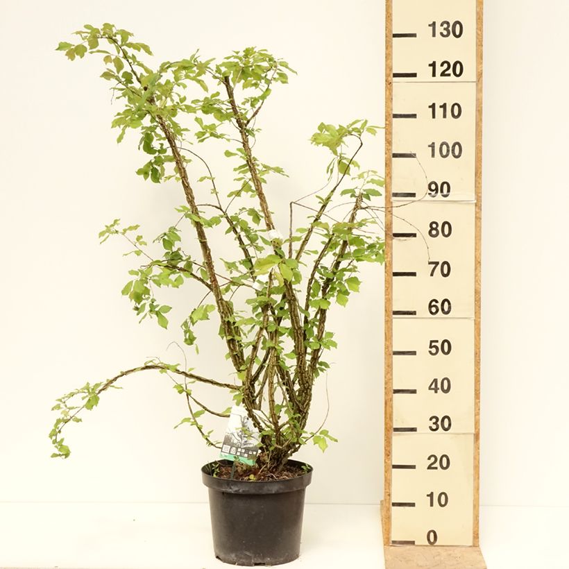 Example of Kork-Ulme - Ulmus minor suberosa Topf mit 7,5L/10L as you get in printemps