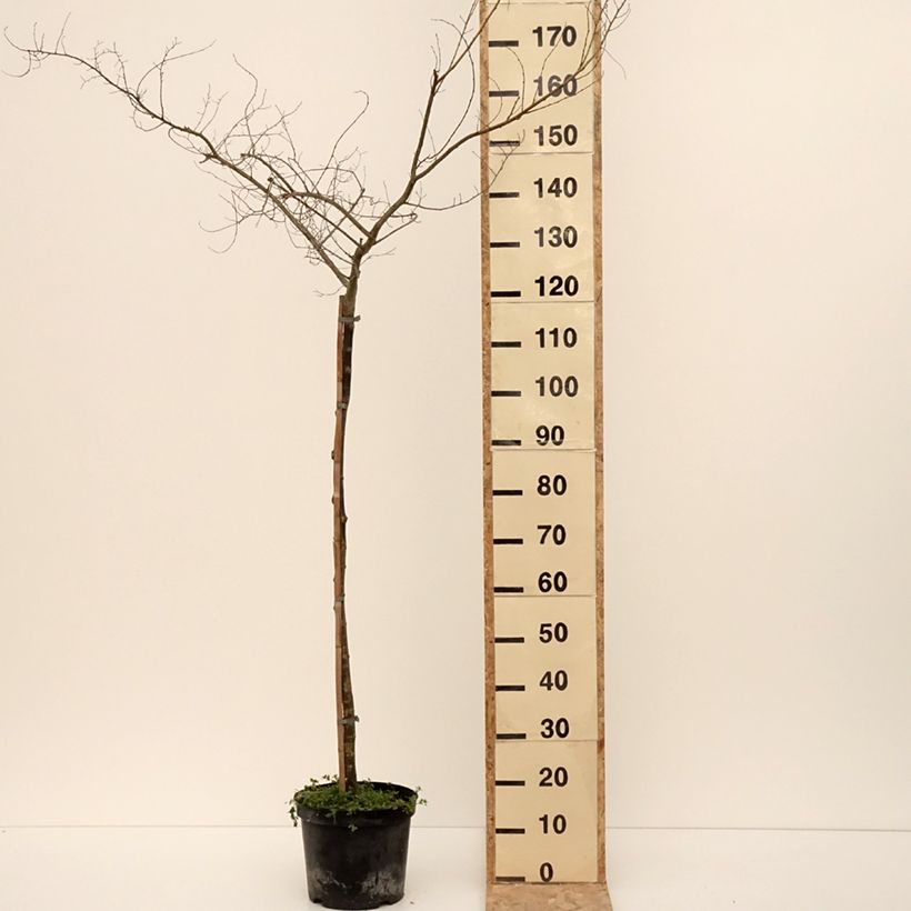 Exemplar von Feld-Ulme Viminalis Aurea - Ulmus minor Topf mit 4L/5L, Stamm wie im Winter geliefert