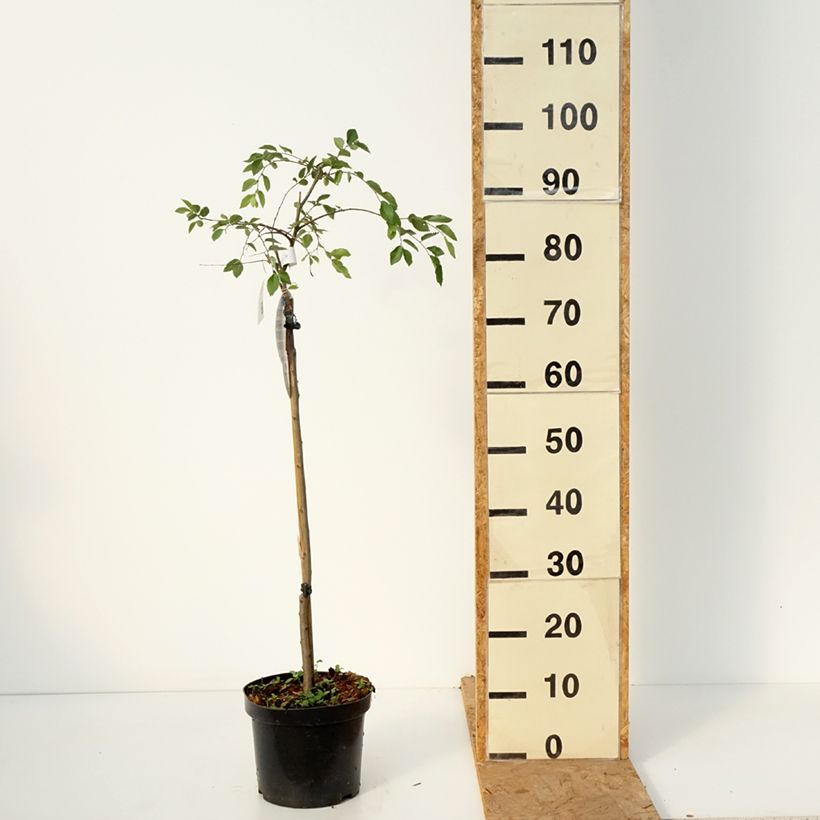 Exemplar von Chinesische Ulme Geisha - Ulmus parvifolia Topf mit 4L/5L, Stamm wie im Herbst geliefert