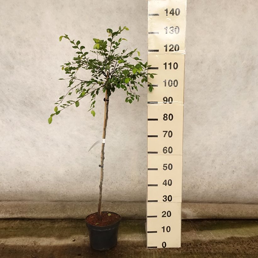 Exemplar von Chinesische Ulme Geisha - Ulmus parvifolia Topf mit 4L/5L, Stamm wie im Sommer geliefert