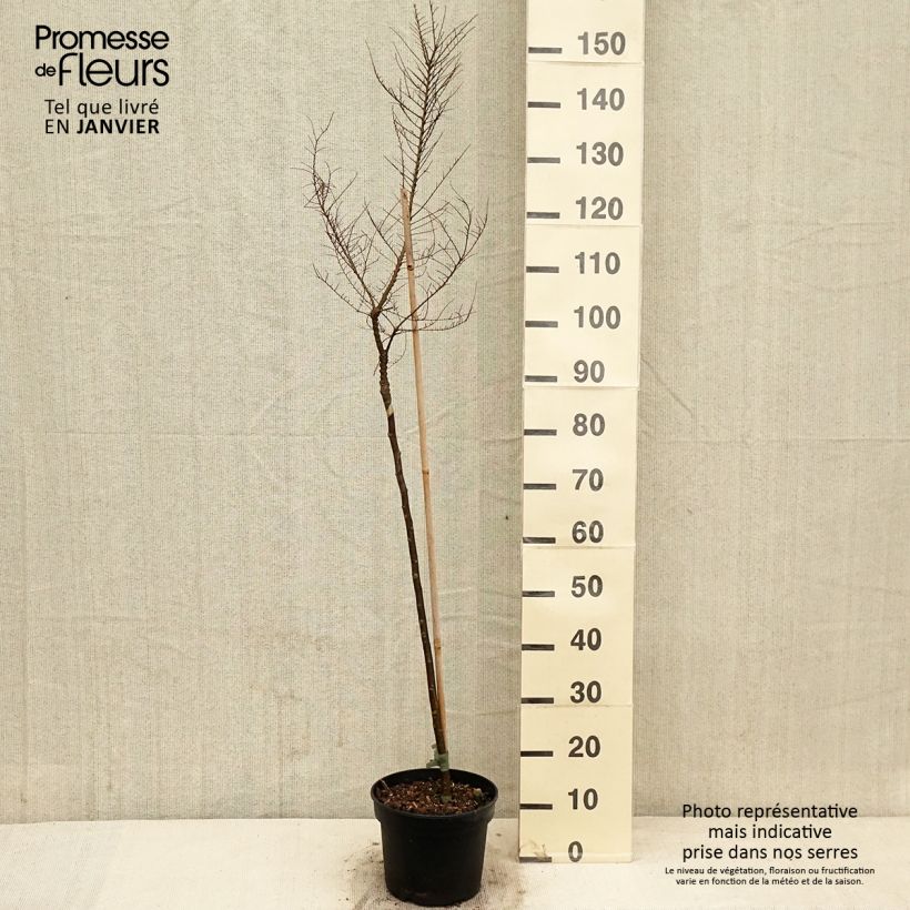 Exemplar von Ulmus parvifolia Seiju - Orme de Chine Pot de 4L/5L, Tige, Tige de 80 cm wie im Winter geliefert