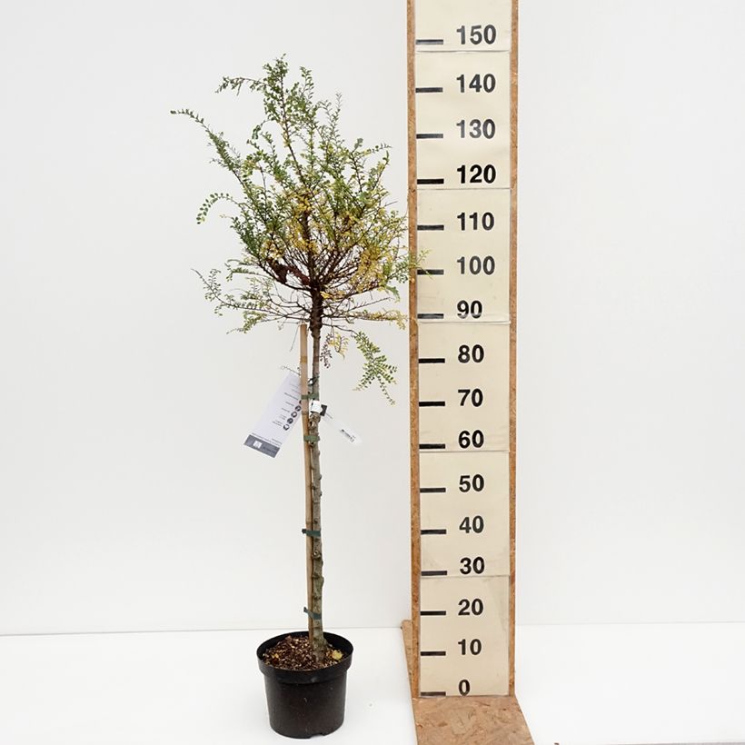 Exemplar von Chinesische Ulme Seiju - Ulmus parvifolia Topf mit 4L/5L, Stamm wie im Herbst geliefert