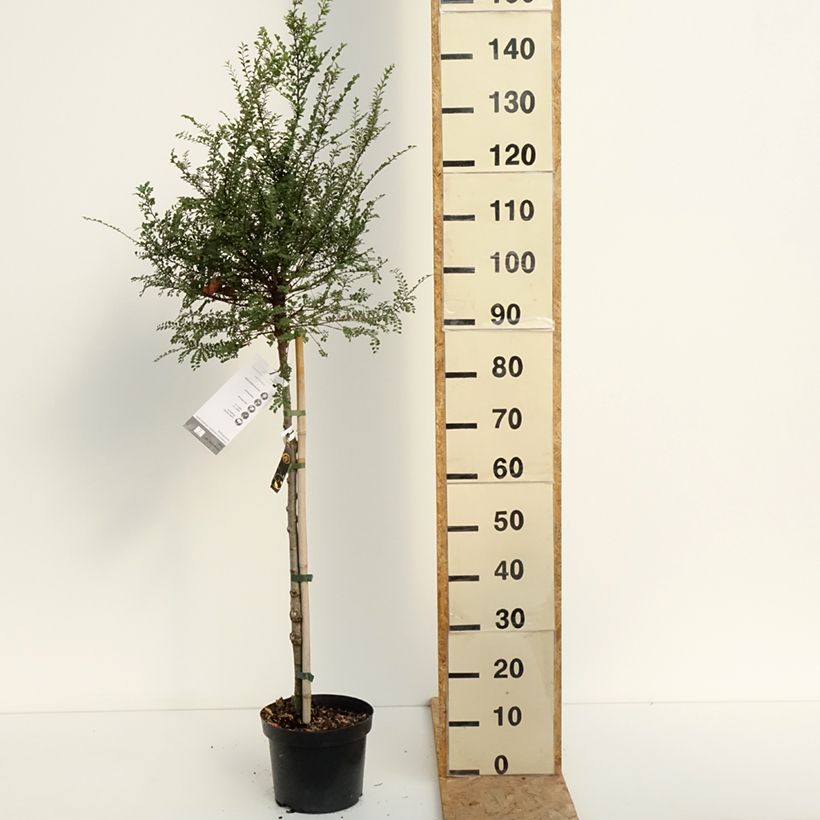 Exemplar von Chinesische Ulme Seiju - Ulmus parvifolia Topf mit 4L/5L, Stamm wie im Sommer geliefert