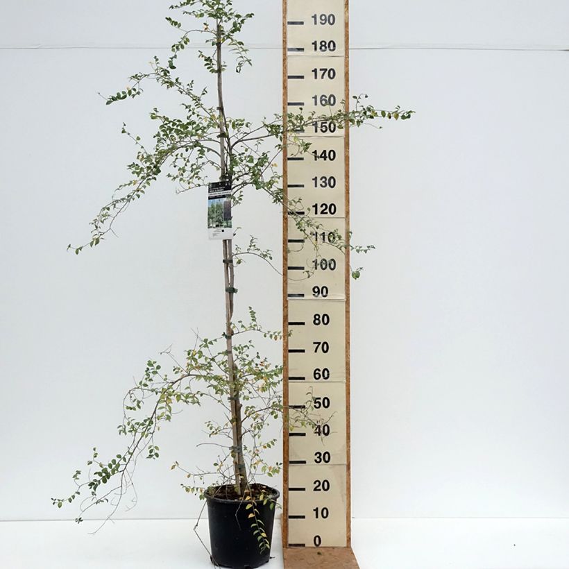 Exemplar von Zwerg-Ulme - Ulmus pumila Topf mit 7,5L/10L wie im Herbst geliefert