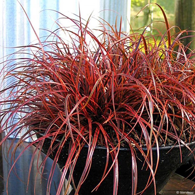 Uncinia rubra Everflame - Mahagonigras (Plant habit)
