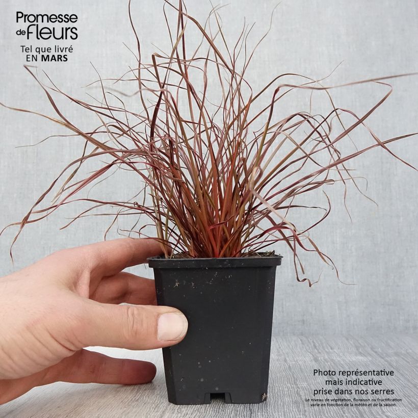 Example of Uncinia rubra Everflame - Mahagonigras Kleine Töpfe von 8/9 cm as you get in printemps