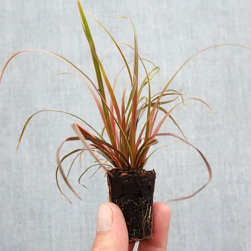 Example of Uncinia rubra Everflame - Mahagonigras Mini-Plug Ø 3/4 cm as you get in automne