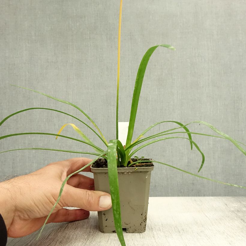 Exemplar von Uncinia rubra Everflame - Mahagonigras Topf mit 2L/3L wie im Herbst geliefert