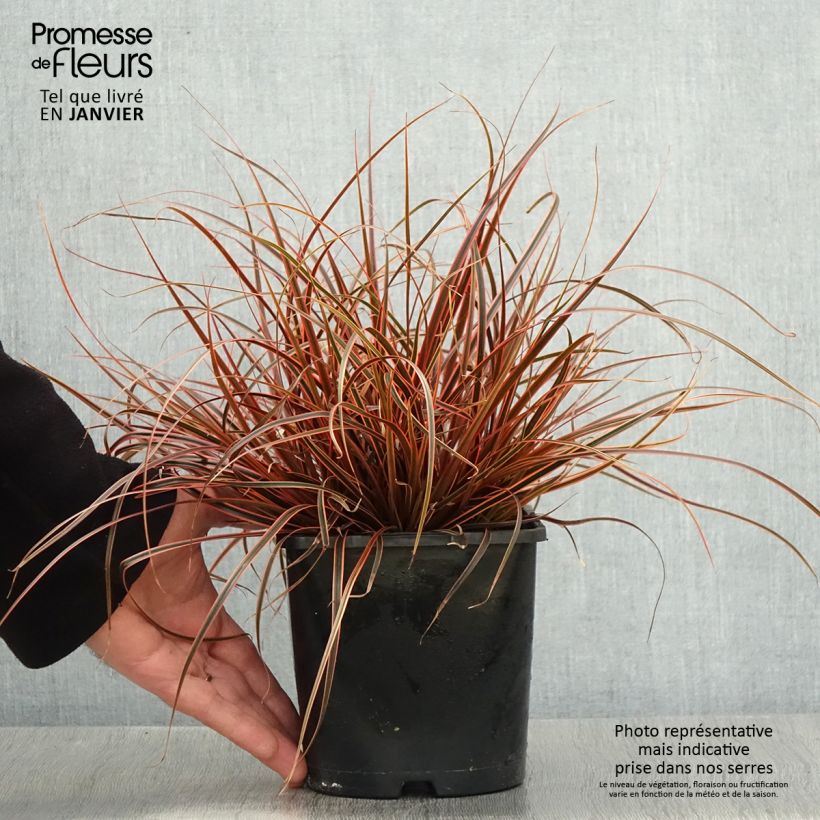 Exemplar von Uncinia rubra Everflame Pot de 2L/3L wie im Winter geliefert