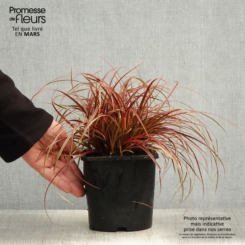 Example of Uncinia rubra Everflame - Mahagonigras Topf mit 2L/3L as you get in printemps