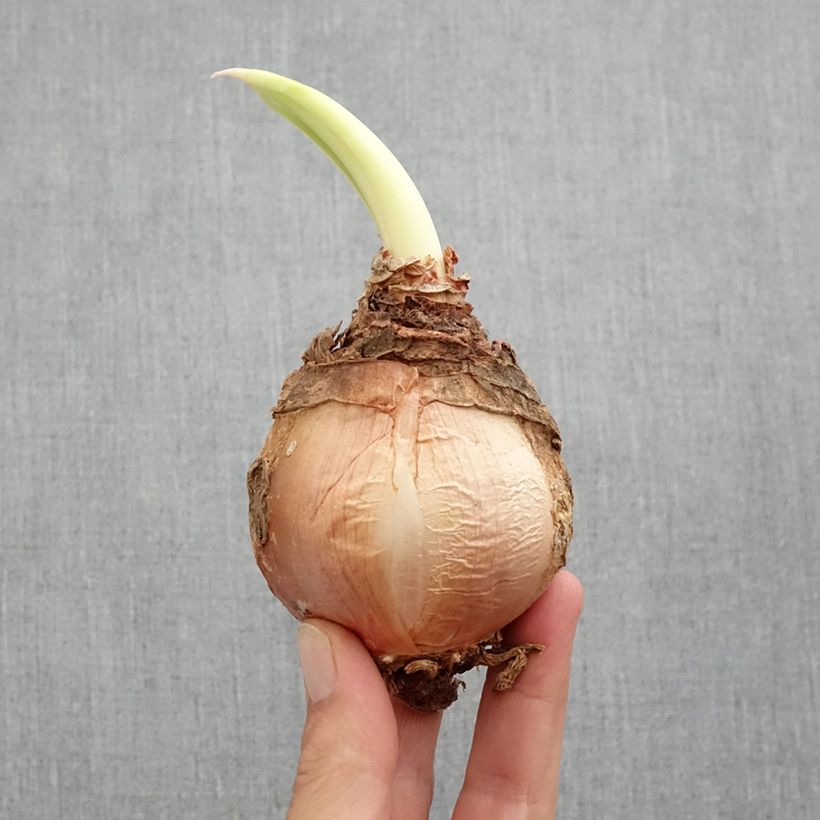 Exemplar von Urginea maritima - Meerzwiebel wie im Frühjahr geliefert