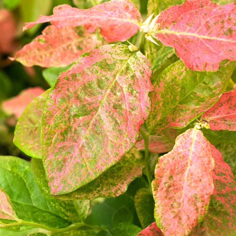 Amerikanische Blaubeere Flamingo - Vaccinium corymbosum (Foliage)