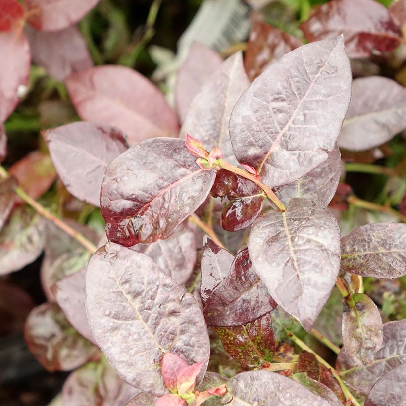 Amerikanische Blaubeere Hortblue Petite - Vaccinium corymbosum (Laub)