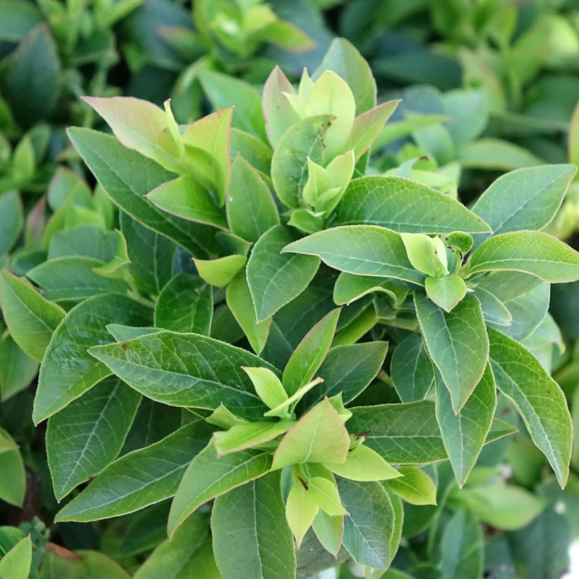 Amerikanische Blaubeere Tophat - Vaccinium (Laub)