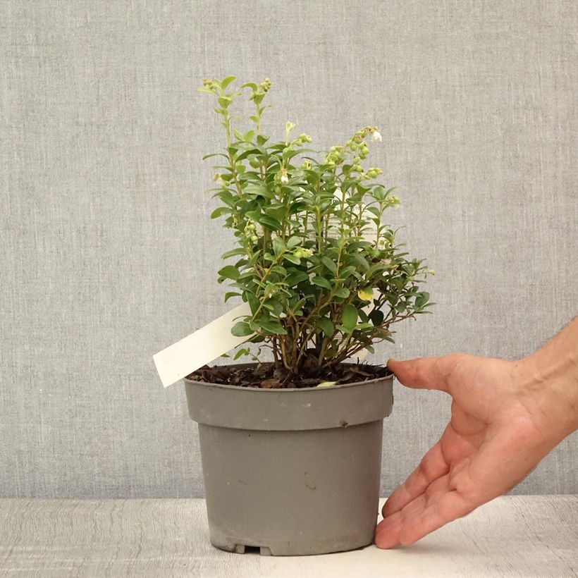 Exemplar von Preiselbeere FIREBALLS 'Lirome' - Vaccinium vitis-idaea Topf mit 2L/3L wie im Sommer geliefert