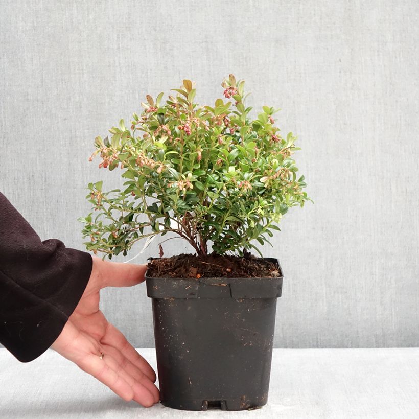 Exemplar von Preiselbeere Miss Cherry 'Meliro' - Vaccinium vitis-idaea Topf mit 2L/3L wie im Winter geliefert