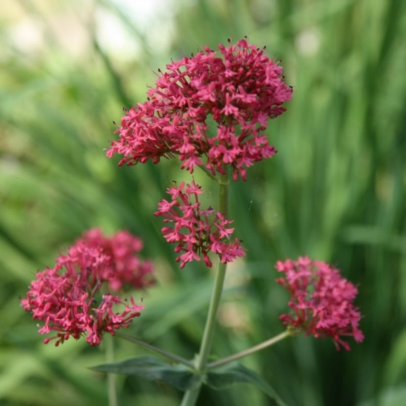 Rote Spornblume - Centranthus ruber (Flowering)