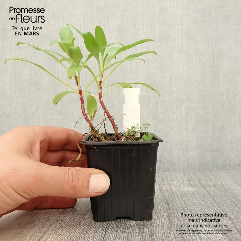 Example of Rote Spornblume - Centranthus ruber Kleine Töpfe von 8/9 cm as you get in printemps