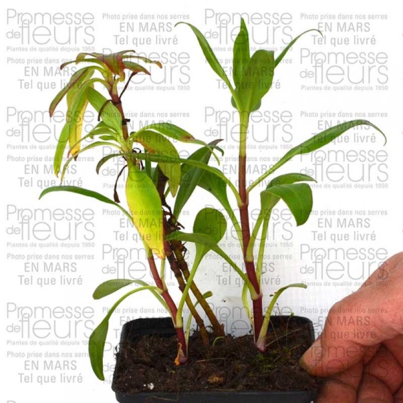 Beispiel eines Exemplars von Rote Spornblume Kempenhof - Centranthus ruber Kleine Töpfe von 8/9 cm wie geliefert