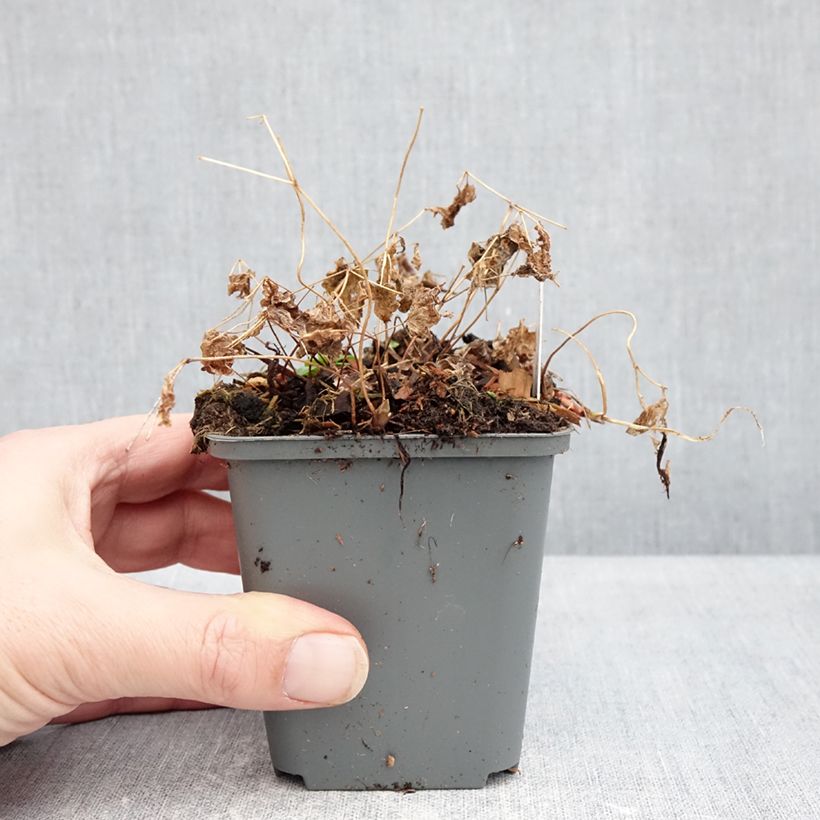 Exemplar von Vancouveria hexandra - Rüsselsternchen Kleine Töpfe von 8/9 cm wie im Winter geliefert