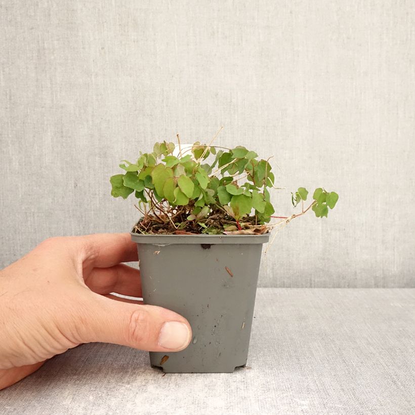 Exemplar von Vancouveria hexandra - Rüsselsternchen Kleine Töpfe von 8/9 cm wie im Frühjahr geliefert