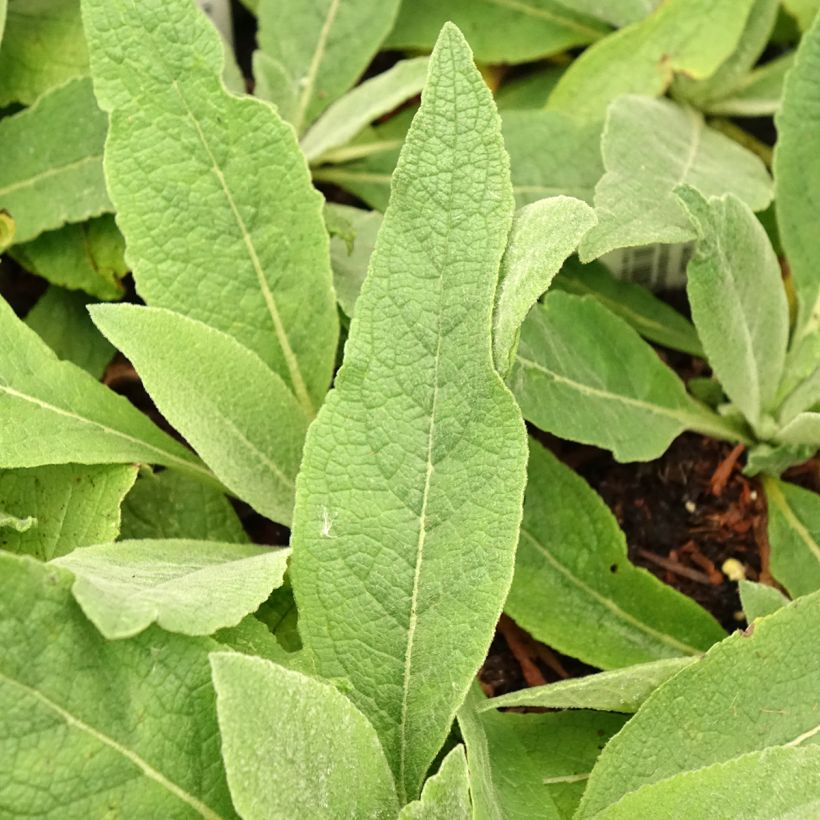 Verbascum Gainsborough - Königskerze (Laub)