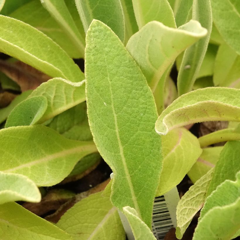 Verbascum olympicum - Olympischer Königskerzen (Laub)